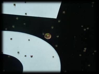 Many small holes pepper the target surrounding a larger single shot hole, demonstrating the plausible spread of the devastation.